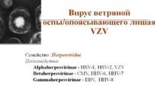 Альфа-герпесвирусы (Alpha-herpesvirinae) — вирус ветряной оспы и опоясывающего лишая