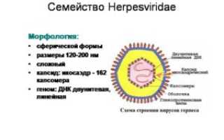 Семейство герпесвирусов (Herpesviridae)