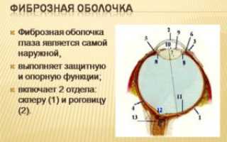 Фиброзная оболочка глаза