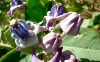 Calotropis (Кора калотропис гигантеа)