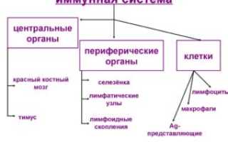 Центральные и периферические органы иммунной системы
