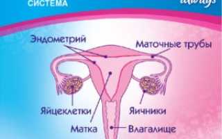 Женская репродуктивная система (продолжение…)