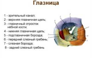 Глазница (Orbita) и ее содержимое