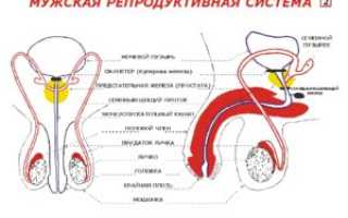 Репродуктивная система мужчины