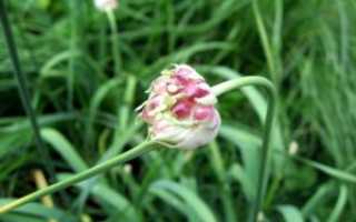 Allium sativum (Чеснок)