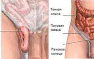 Иногда тянет между анусом и яйцами слева